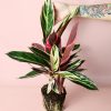 stromanthe-triostar-planta
