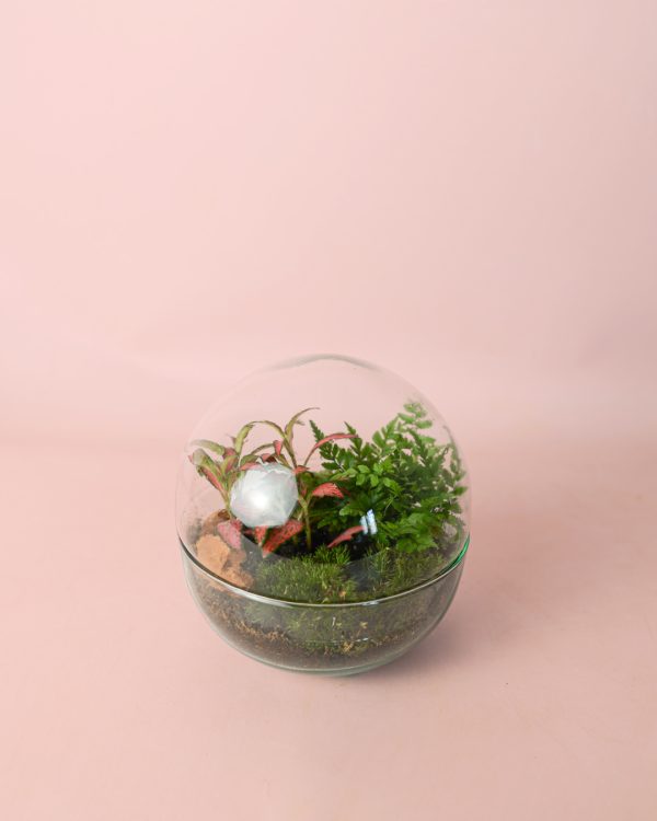 terrario-earth-helecho