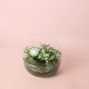 terrario-earth-plantas