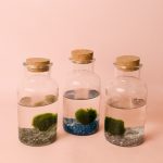 terrarios-planta-acuatica