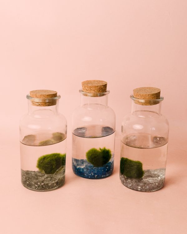 terrarios-planta-acuatica