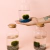 terrarios-plantas-acuaticas-mano