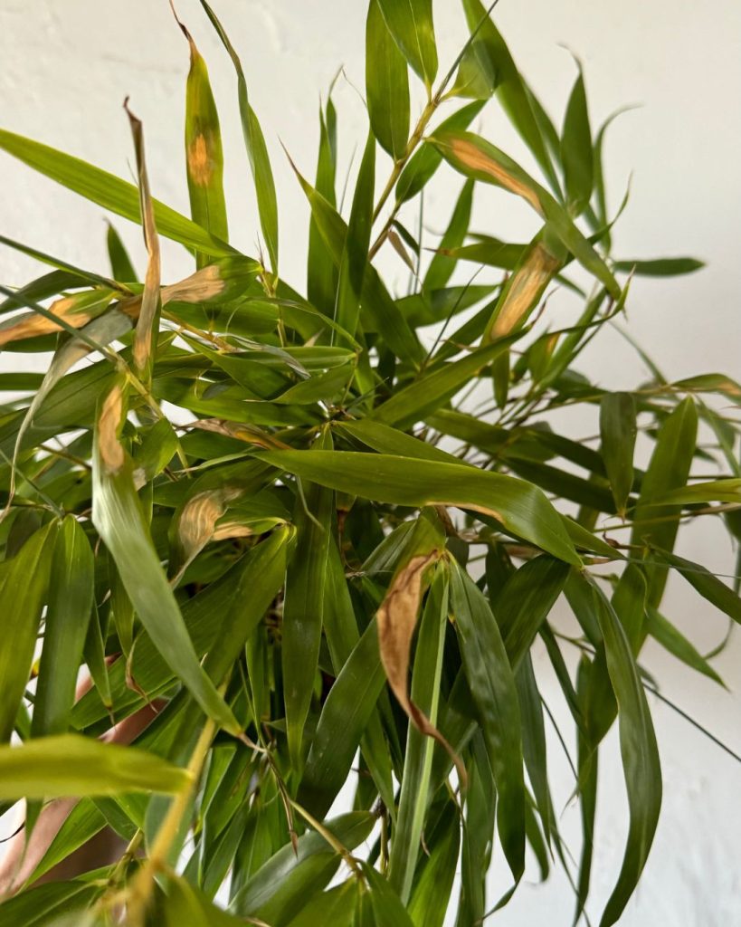 bambu-hojas-quemadas
