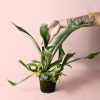 cuernodeciervo-planta