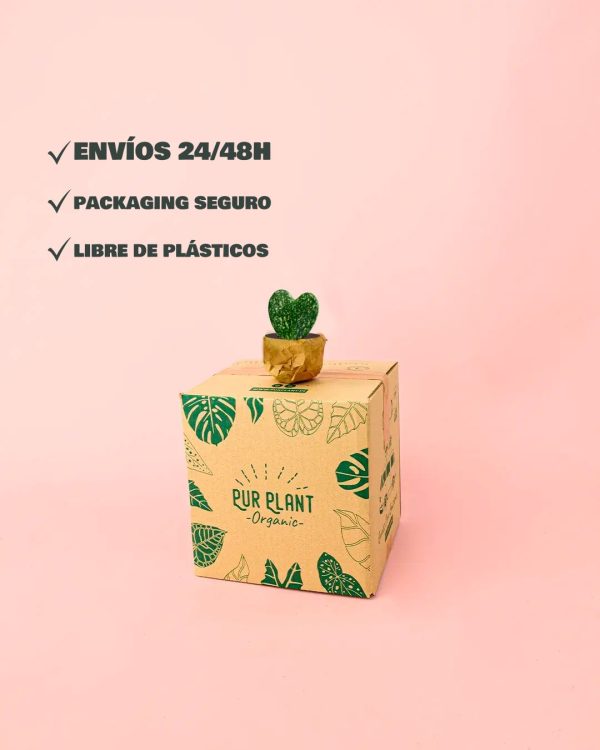 envios- seguro-hoya-kerrii-splash