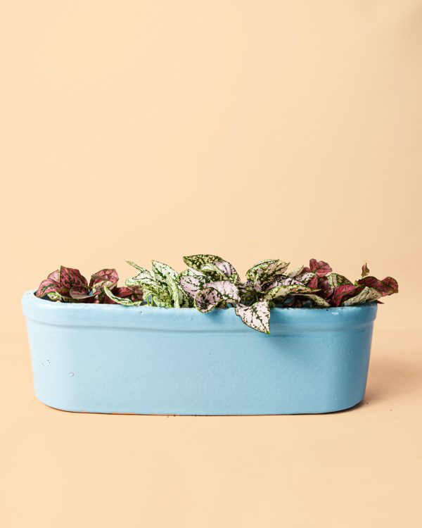 jardinera-azul-celeste-plantas