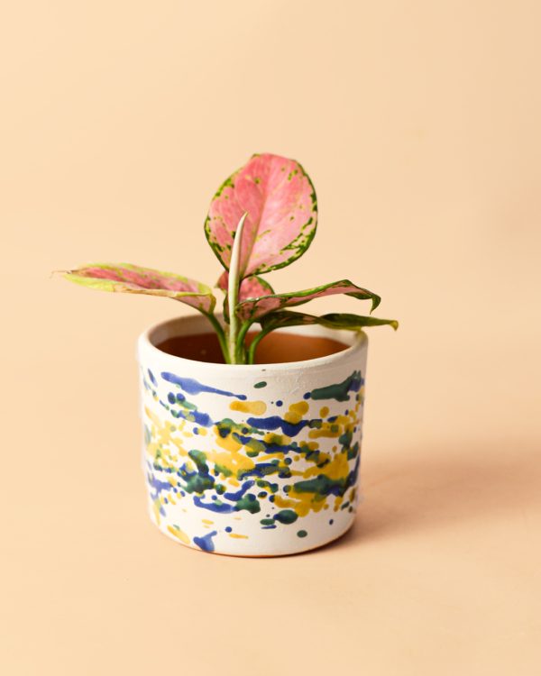 mini-maceta-pollock-planta