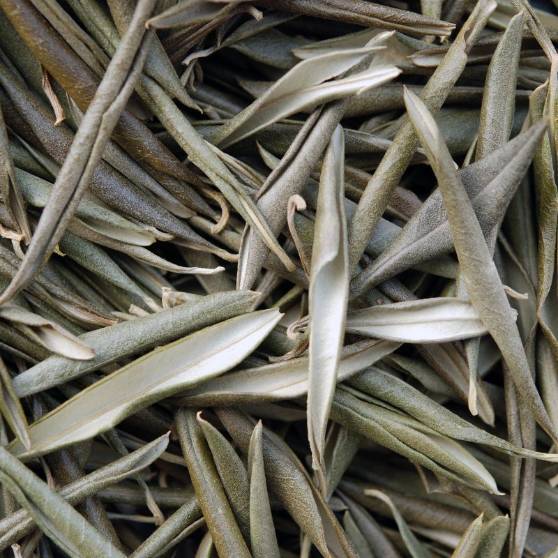 olivo hojas secas