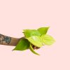philodendron-neon-mini