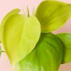 philodendron-neon-mini-hoja