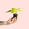philodendron-neon-mini-planta