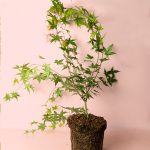 arcepalmatum beni maiko