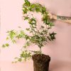 arcepalmatum beni maiko planta