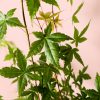arcepalmatum beni maiko hoja