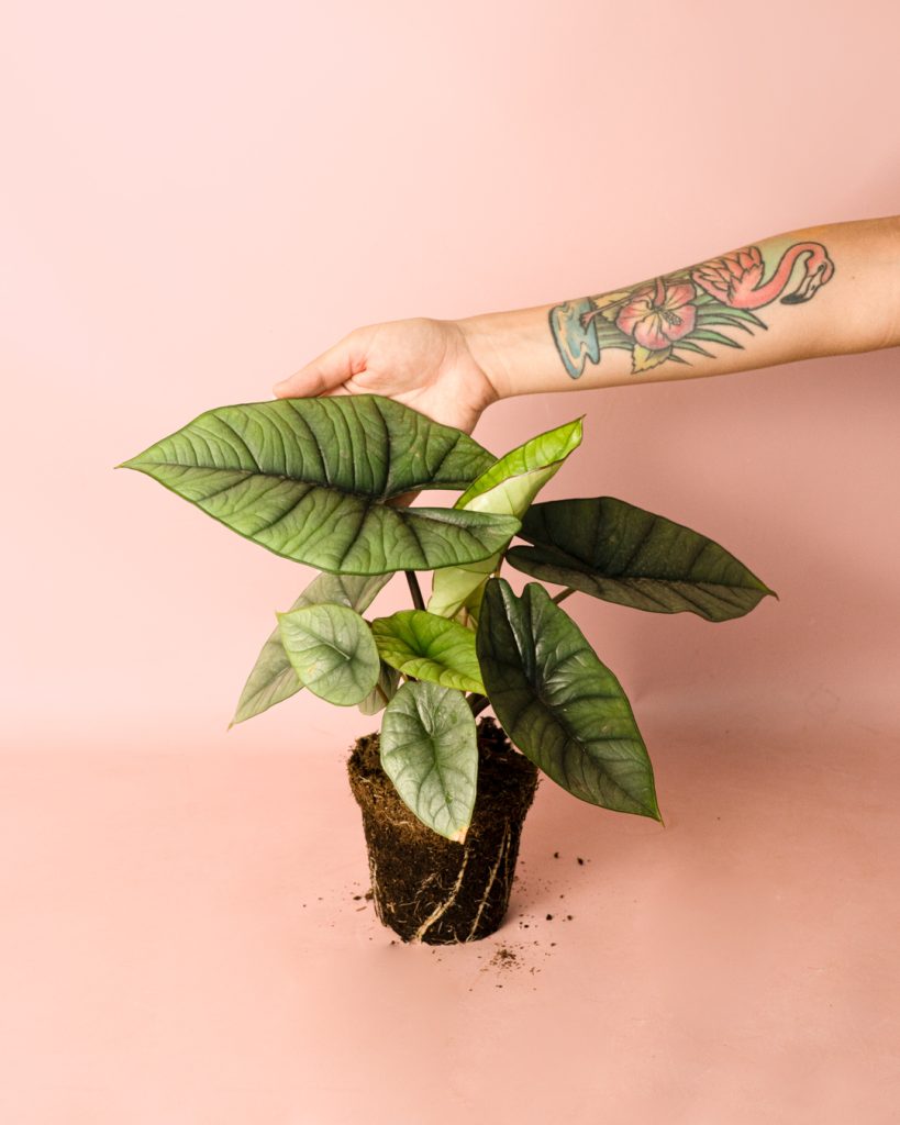 alocasia-platinum-planta