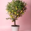 arbol limonero