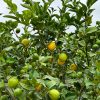 arbol-limonero-hojas