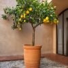 arbol-limonero-maceta