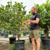 arbol-limonero-referencia