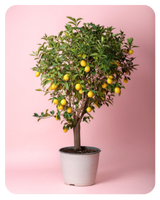 arbol-menu-limon