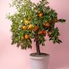 arbol-naranjo-citrus-sinesis