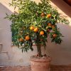 arbol-naranjo-maceta terraza