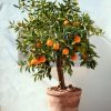 arbol-naranjo-terraza