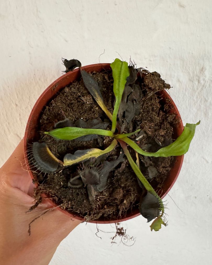 carnivora-dionaea-muerta