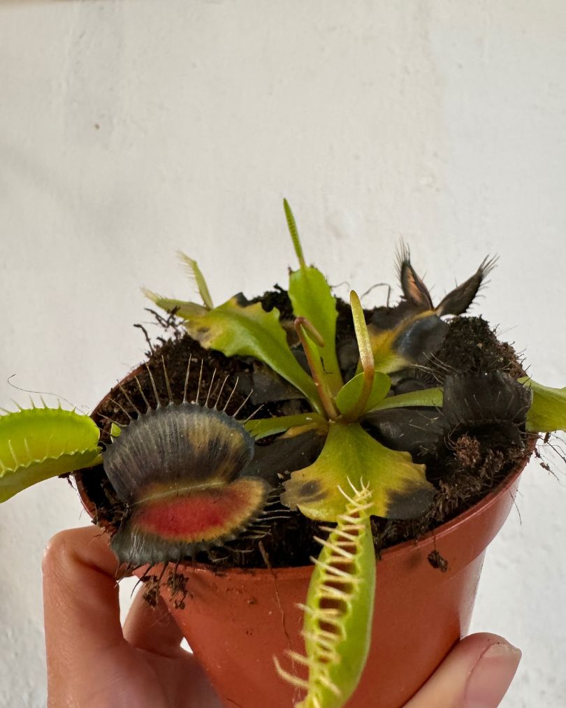 carnívora-venus-atrapamoscas-enferma