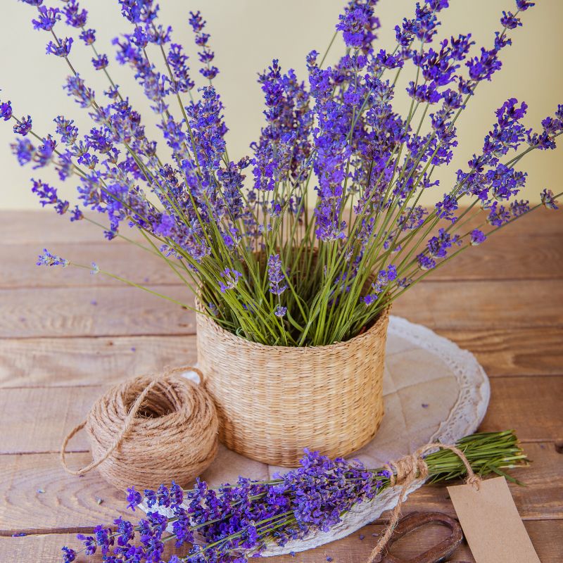 cuidados lavanda