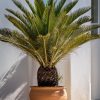 cyca-maceta-terracota-jardin
