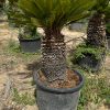 cyca-revoluta-xl-cultivo