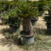 cyca-revoluta-xl-vivero