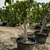 ficus-carica-higuera-cultivo