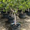 ficus-carica-higuera-maceta