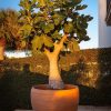 ficus-carica-higuera-terraza