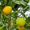 limones-arbol-limonero