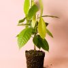 planta-cacao