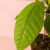 planta-cacao-detalle