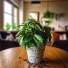 planta del café-contexto