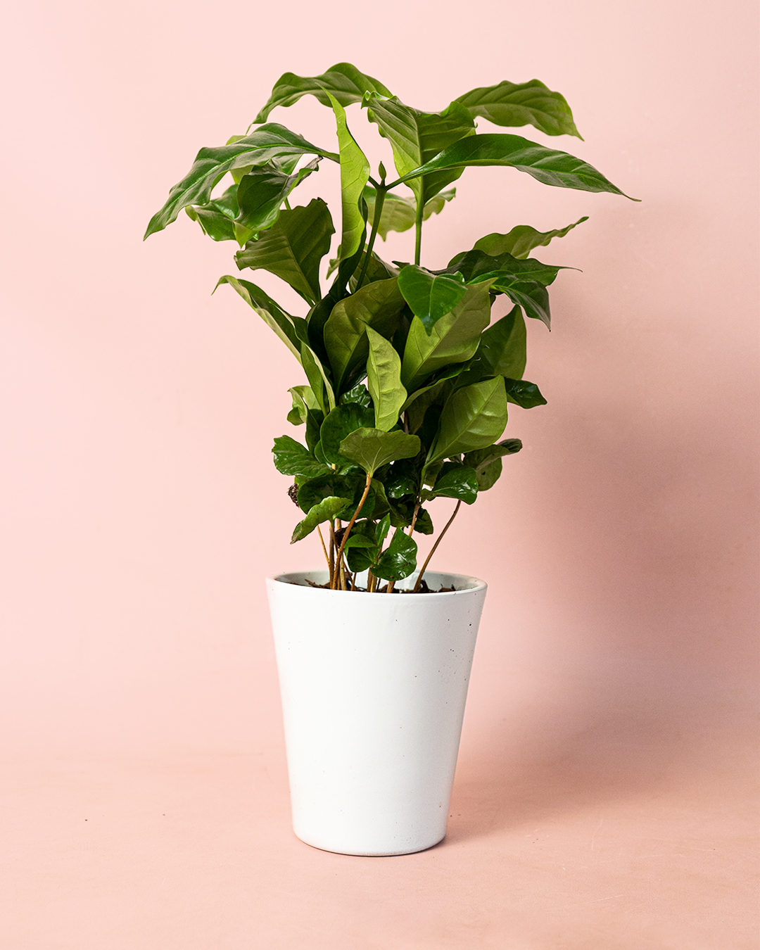 Planta del Café Comprar Online Pur