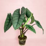 Alocasia Platinum