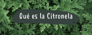 que es la citronela