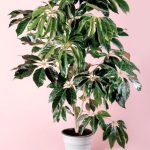 Árbol Schefflera Actinophylla