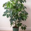 Schefflera Actinophylla en maceta