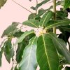 Schefflera Actinophylla hoja