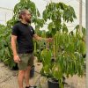 Schefflera Actinophylla referencia