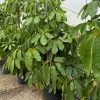 Schefflera Actinophylla arbol vivero