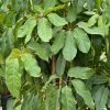 Schefflera Actinophylla hojas