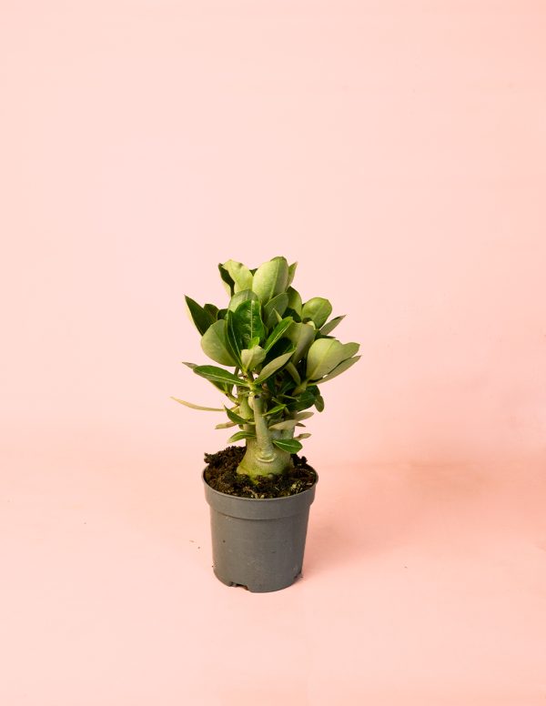 Adenium Obesum M maceta